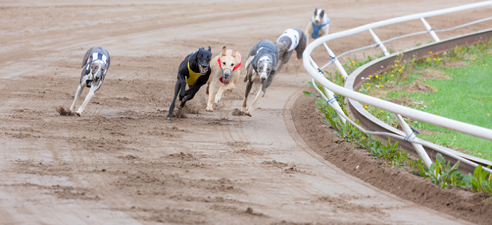Greyhounds running on track
