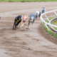 Greyhounds running on track