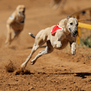 Greyhound Racing