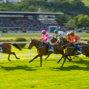 Racehorses in a line gallop along race track