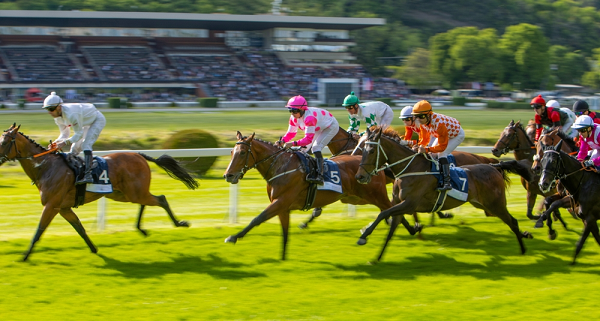 Racehorses in a line gallop along race track