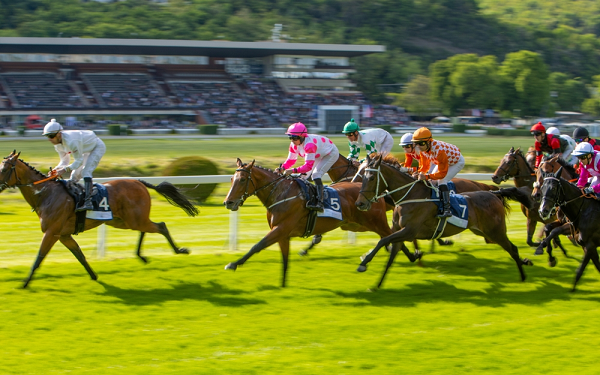Racehorses in a line gallop along race track