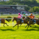 Racehorses in a line gallop along race track